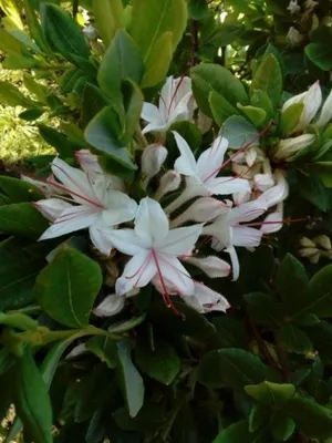 Produktbild von Baumartige Azalee - Rhododendron arborescens - duftend 50-60cm