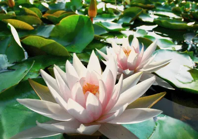 Produktbild von 3 D Ansichtskarte Seerosen, Postkarte Wackelkarte Hologrammkarte Bild Blumen Seerose