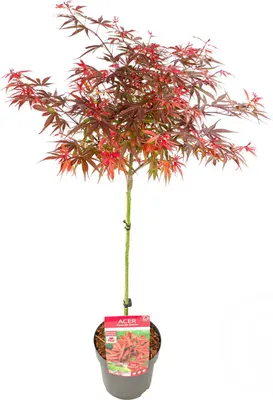 Produktbild von Bloomique - Acer palmatum Shaina - Fächerahorn auf Stamm - Gartenpflanzen - Baum - winterhart - 80-90 cm hoch - Topf 19 cm