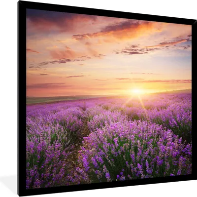 Produktbild von MuchoWow® Gerahmtes Poster Lavendel - Sonne - Blumen 40x40 cm - Poster mit Schwarzem Bilderrahmen Wandposter Rahmen Foto Bilder - Mit Rahmen - Wanddekoration Schlafzimmer