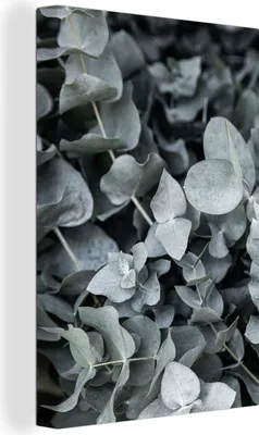 Produktbild von MuchoWow® - Leinwandbilder - Natur - Pflanzen - Eukalyptus - Blätter, Wandbild, Wanddeko Bilder Wohnzimmer, 80x120 cm