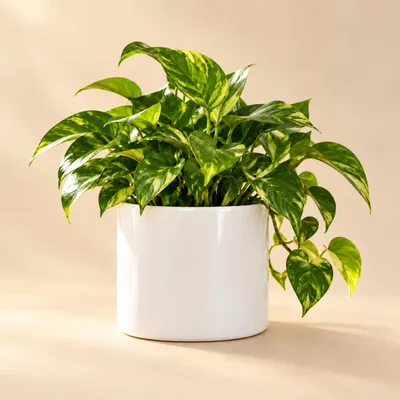 Produktbild von Mica Decorations Blumentopf - weis - Keramik - 17 x 14 cm