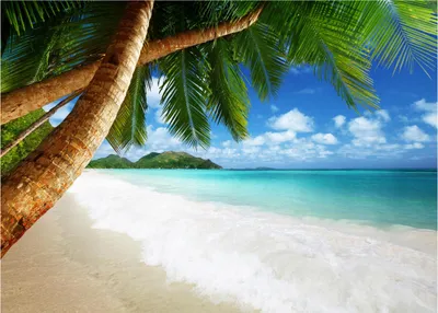 Produktbild von Fototapete Strand Meer Palmen Karibik Tropen Ozean 400x280 cm - inkl. Kleister - für Wohnzimmer Schlafzimmer Flur Modern Vlies Tapete Vliestapete Wandtapete Motivtapeten UV-Beständig