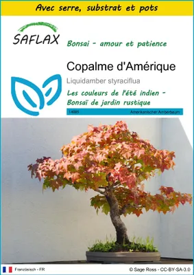 Image de SAFLAX Ensemble de culture - Copalme d'Amérique - 100 graines - Liquidamber