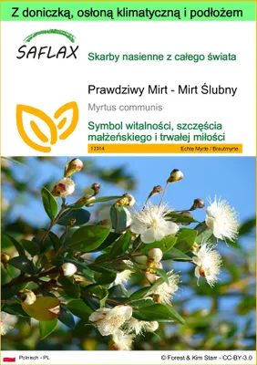 Zdjęcie produktu dla SAFLAX - Garden to go - Prawdziwy Mirt - Mirt Ślubny - 30 Nasiona - Z doniczką, pokrywą klimatyczną i podłożem do uprawy - Myrtus communis