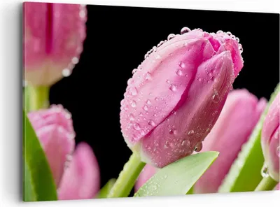 Produktbild von Bild auf Leinwand - Leinwandbild - Tulpe Blumen Tau - 120x80cm - Wand Bild - Wanddeko - Wandbilder - Leinwanddruck - Bilder - Kunstdruck - Wanddekoration - Leinwand bilder - Wandkunst - AA120x80-2483