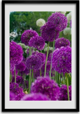 Produktbild von Bild - Bilderrahmen - Foto - 70 cm x 100 cm - MDF - Rahmen - Wandkunst - Knoblauch Blumen