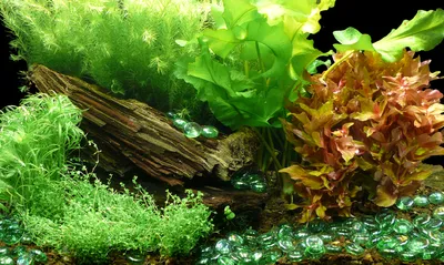 Produktbild von Aquarium-Pflanzenset "Sonnentraum" bis 60L - Wasserpflanzen