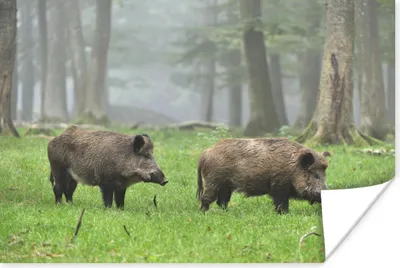 Produktbild von MuchoWow® Poster Wildschwein - Wald - Tier 180x120 cm - Fotoplakat