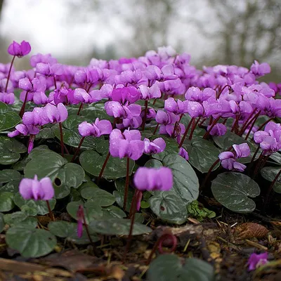 Immagine prodotto di 6 piante di ciclamino alpino primaverile (Cyclamen coum) | Vaso da 9x9 cm