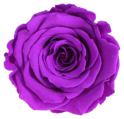 Produktbild von Infinity Rose L Ø5cm konserviert stabilisiert haltbar Rosenkopf ewige Rosenblüte 1 St. Purple (pur02)