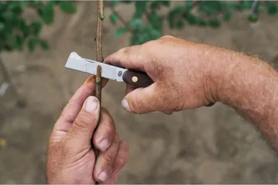Produktbild von FELCO 512 Pfropf- und Ausschneidemesser