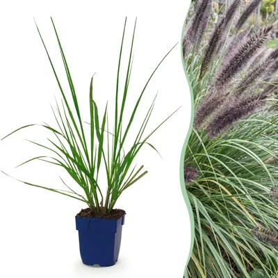 Produktbild von Pennisetum alop. Black Beauty – Lampenputzergras – mit Rispen – grün – 24 Pflanzen - 15-25cm - Ø11cm - Gartenpflanze