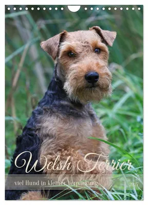 Produktbild von Welsh Terrier - viel Hund in kleiner Verpackung (Wandkalender 2027 DIN A4 hoch), CALVENDO Monatskalender