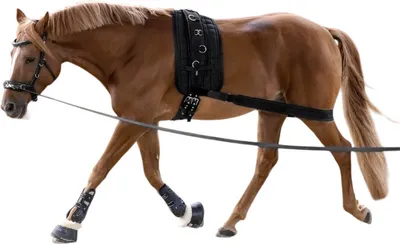 A brown horse wearing a black training harness and leg wraps, walking to the left against a white background.