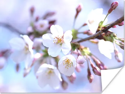Produktbild von MuchoWow® Poster Blumen - Sakura - Zweig 160x120 cm - Foto Plakat