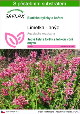 Obrázek produktu pro SAFLAX - Limetka - anýz - Agastache mexicana - 50 Semena - S pěstebním substrátem bez klíčků