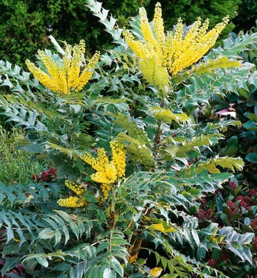 Produktbild von Mahonie 'WINTER SUN' 60-70 cm, Cont. 2,5 l