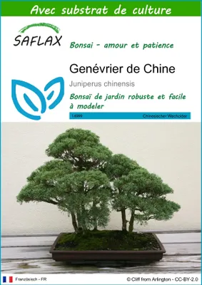 Image de SAFLAX  - Genévrier de Chine - 30 graines - Avec substrat - Juniperus