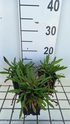 Immagine prodotto di 6 x Erigeron hybr. 'Darkest All' - Raggio fine - Vaso 9 x 9 cm