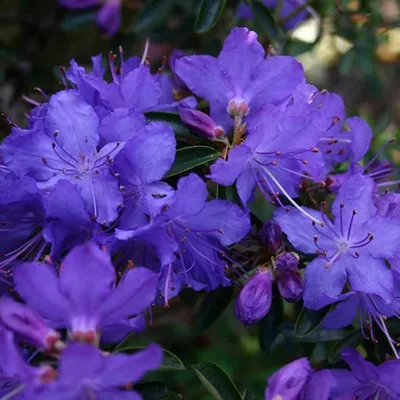Immagine prodotto di Rododendro 'Gristede' | 20-30 cm in vaso