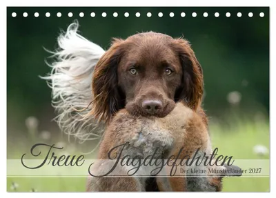 Produktbild von Treue Jagdgefährten Der kleine Münsterländer (Tischkalender 2027 DIN A5 quer), CALVENDO Monatskalender