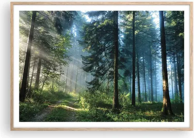 Produktbild von Gerahmtes Poster - Rahmen in heller Eiche - Wald Dämmerung die Sonne - 100x70 cm - Wand Bild - Wanddeko - Wandbilder - Kunstposter - Wandposter - Bilderrahmen - Bilder - Kunstdruck - P2NAA100x70-4398