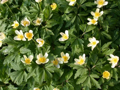 Produktbild von Anemone nemorosa, Buschwindröschen, weiß, ca. 9x9 cm Topf