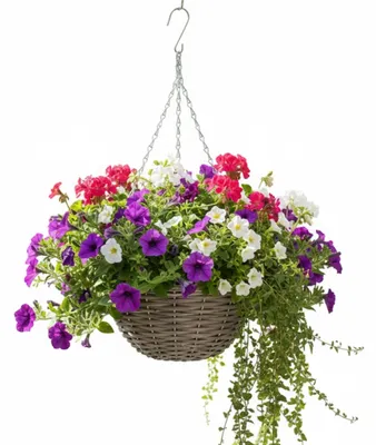 Produktbild von Hangekorb - D30 x H15 cm - geflochten - Hangepflanze - an Kette - Hangekorb