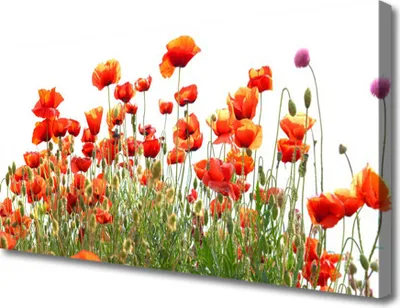 Produktbild von Tulup Leinwand-Bilder 100x50 Wandbild Canvas Kunstdruck Mohnblumen Natur