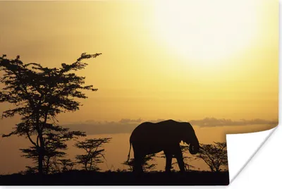 Produktbild von MuchoWow® Poster Silhouette eines Elefanten in der Savanne 60x40 cm - Schlafzimmerdekoration