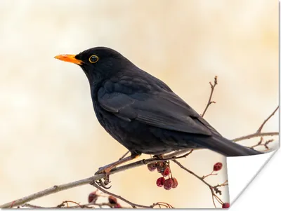 Produktbild von MuchoWow® Poster Amsel - Vogel - Zweige - Beere - Rot 160x120 cm - Foto Plakat