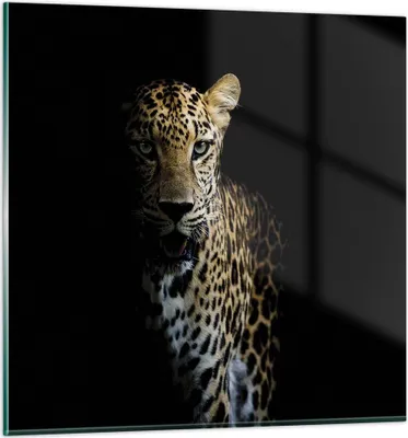 Produktbild von Bilder auf glas - Einteilig - Schattig Leopard Panther - 70x70cm - Glasbilder - Wandbilder - Bilder - zum Aufhängen bereit - Wanddekoration aus Glas - Glas Bilder - Wandbild auf Glas - GAC70x70-4585