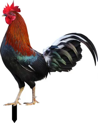 Produktbild von Rooster Decor Realistische lebensechte dekorative doppelseitige Druck Acrylgarten Statue Huhn für Garten-F