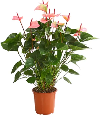 Produktbild von Dehner Große Flamingoblume, Anthurium andreanum, Summerlove, rosa Hochblätter, ca. 70 - 80 cm, Ø Topf 21 cm, Zimmerpflanze