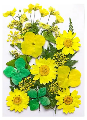 Produktbild von 1 Set Trockenblumen-Press-Set Bunte Naturblumen DIY Kunsthandwerk Zubehör Harz Schmuck Epoxidform Kerzen Seife Vasenherstellung Nagelkarten Scrapbooking Blumendekorationen