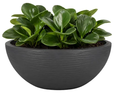 Produktbild von EDA Blumentopf / Pflanzschale Graphit - rund - Kunststoff - anthrazit - D30 x H12 cm
