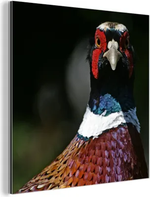 Obrázok produktu pre Nástenná dekorácia Kovový kovový obraz Wall Art 50x50cm Bažant - Portrét - Zvieratá Muchowow Hliníkové obrazy