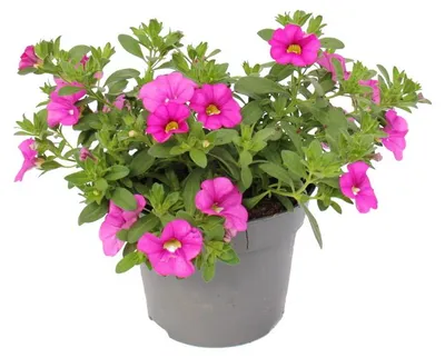 Produktbild von Zauberglocke - Mini-Petunie (hängend) - Calibrachoa - Topf mit 12 cm Durchmesser - Set mit 3 Pflanzen - rosa