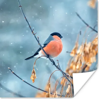 Produktbild von MuchoWow® Poster Rotkehlchen - Vogel - Schnee - Herbstliche Blätter 50x50 cm - Wohnzimmerdekoration