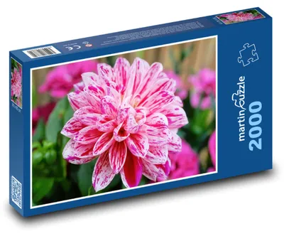 Zdjęcie produktu dla martinpuzzle - Puzzle 2000 - Jiřina - kwiat, ogród