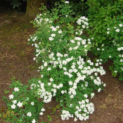 Produktbild von Prachtspiere Spiraea vanhouttei im 5 Liter Container 60-100 cm