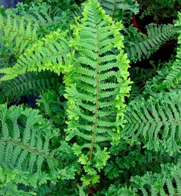 Produktbild von Goldschuppenfarn ´CRISTATA THE KING´ 20-30 cm, Cont. 1,7 l