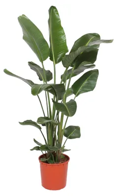 Immagine prodotto di Trendyplants - Strelitzia Nicolai - Fiore dell'uccello del paradiso - Pianta da appartamento - Altezza 160-180 cm - Dimensioni del vaso Ø24 cm