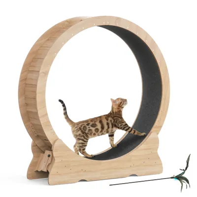 A Bengal cat is walking on a wooden cat wheel with a black running surface. A feather toy is on the floor next to the wheel.