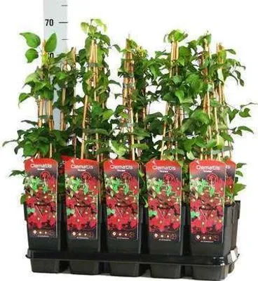 Zdjęcie produktu dla Clematis hybr. 'Niobe' - powojnik leśny 'Niobe' 50-60 cm | doniczka