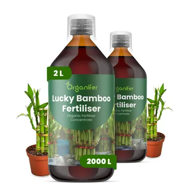 Produktbild von Glücksbambus Flüssigdünger 2x1L – 2-1-8 NPK – Flüssig-Pflanzendünger für Glücksbambus – Organifer