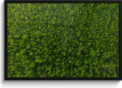 Produktbild von MuchoWow® MuchoWow® Gerahmtes Poster Wald - Baum - Grün 90x60 cm - Poster mit zchwarzem Bilderrahmen - Fotorahmen - Foto-Plakat