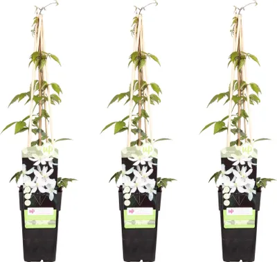 Immagine prodotto di Clematide – Clematis Montana 'Grandiflora' – 3 piante – Rampicante resistente al freddo – Ø 15 cm – Altezza circa 65 cm – Fiori bianchi profumati