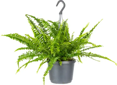 Produktbild von Bloomique - Nephrolepis Exaltata Vitale - Schwertfarn - Zimmerpflanzen - Hängepflanze - Luftreinigend - Höhe 20-30 cm - Topf 12 cm